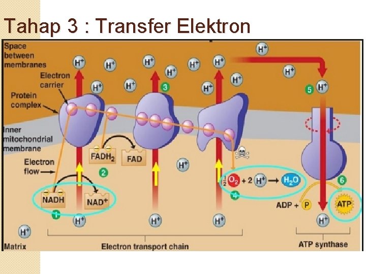 Tahap 3 : Transfer Elektron 