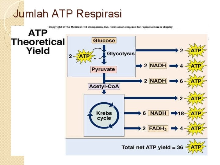Jumlah ATP Respirasi 