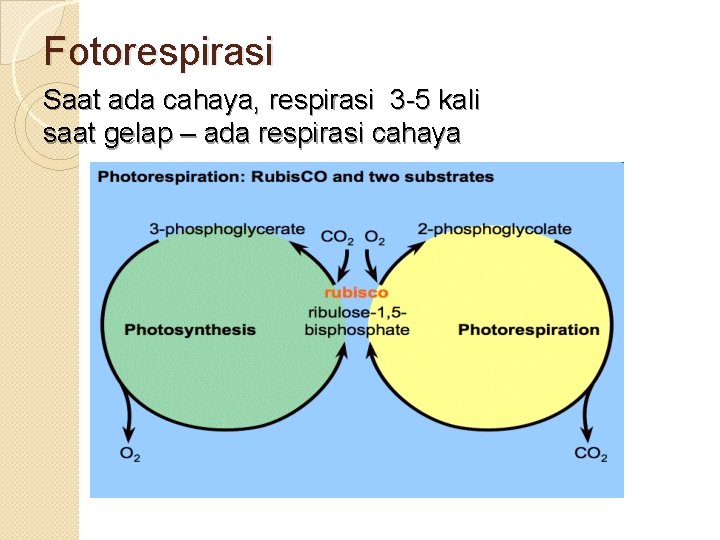 Fotorespirasi Saat ada cahaya, respirasi 3 -5 kali saat gelap – ada respirasi cahaya