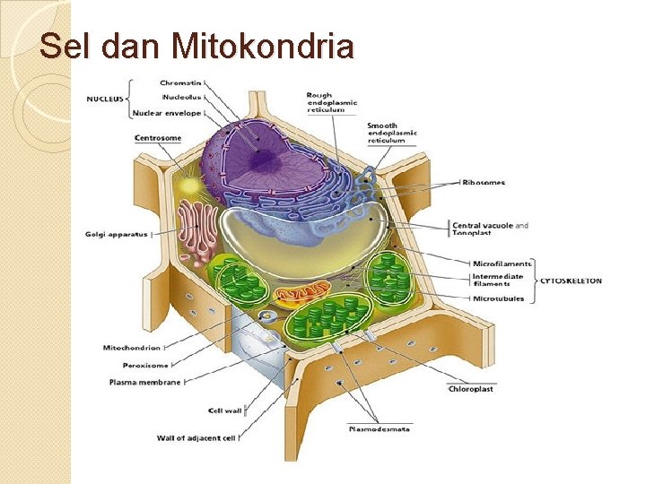 Sel dan Mitokondria 