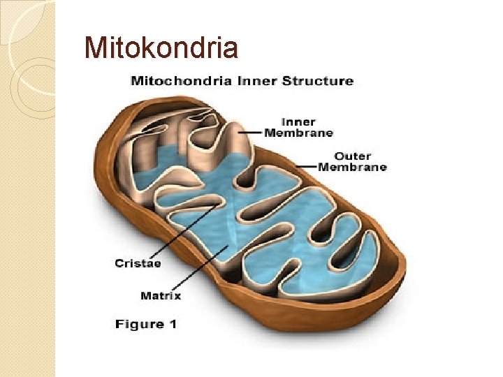 Mitokondria 