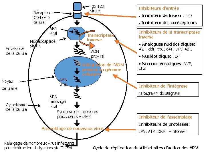 gp 120 virale Récepteur CD 4 de la cellule ARN viral Enveloppe de la