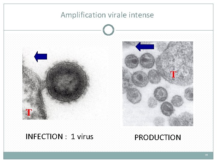 Amplification virale intense T T INFECTION : 1 virus PRODUCTION 16 