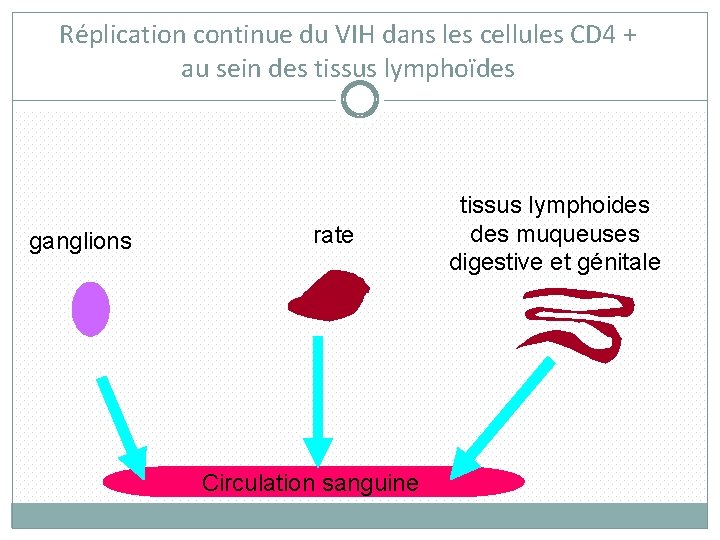 Réplication continue du VIH dans les cellules CD 4 + au sein des tissus