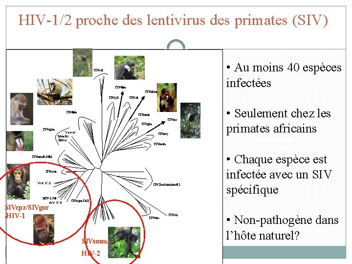 HIV-1/2 proche des lentivirus des primates (SIV) • Au moins 40 espèces infectées SIVcol