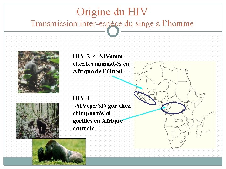 Origine du HIV Transmission inter-espèce du singe à l’homme HIV-2 < SIVsmm chez les