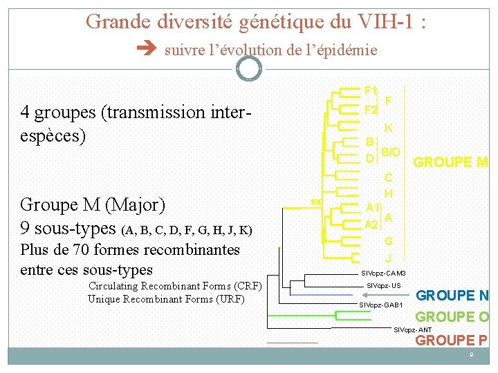 Grande diversité génétique du VIH-1 : suivre l’évolution de l’épidémie F 1 4 groupes