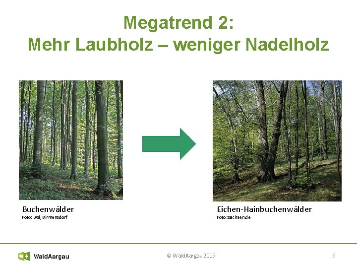 Megatrend 2: Mehr Laubholz – weniger Nadelholz Buchenwälder Eichen-Hainbuchenwälder Foto: wsl, Birmensdorf Foto: sachsen.