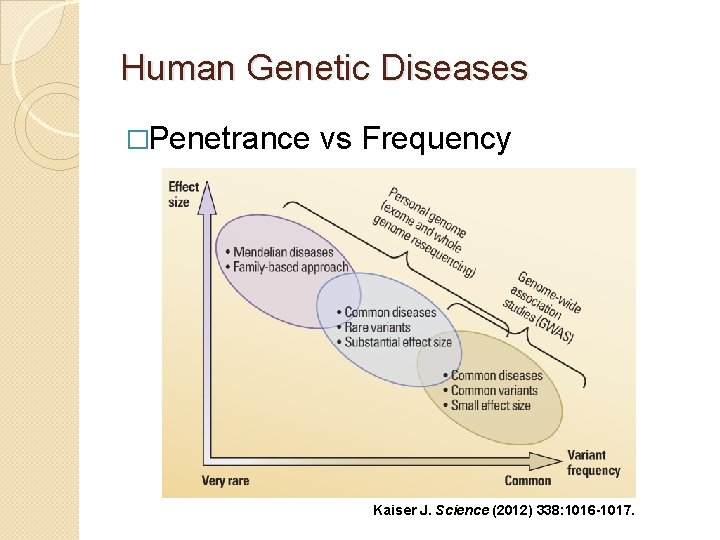 Human Genetic Diseases �Penetrance vs Frequency Kaiser J. Science (2012) 338: 1016 -1017. 