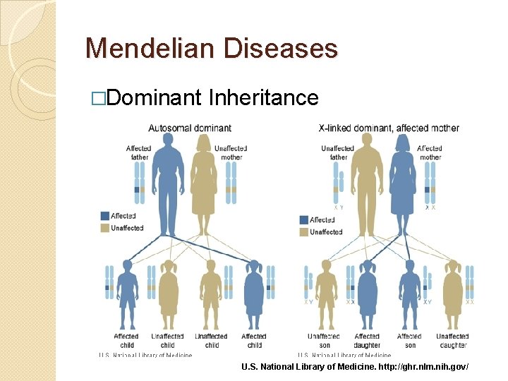 Mendelian Diseases �Dominant Inheritance U. S. National Library of Medicine. http: //ghr. nlm. nih.