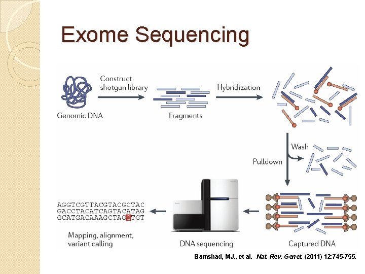 Exome Sequencing Bamshad, MJ. , et al. Nat. Rev. Genet. (2011) 12: 745 -755.