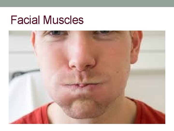 Facial Muscles 