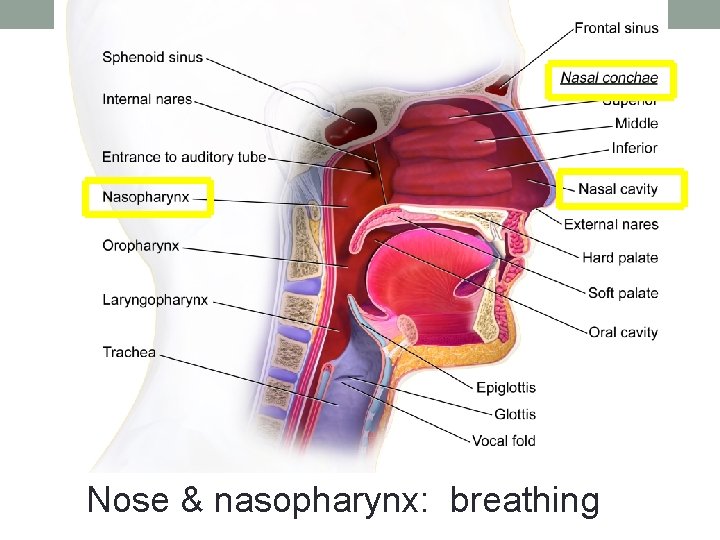 Nose & nasopharynx: breathing 
