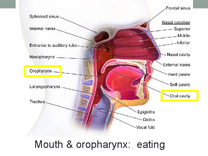 Mouth & oropharynx: eating 