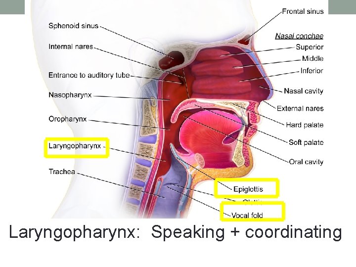 Laryngopharynx: Speaking + coordinating 