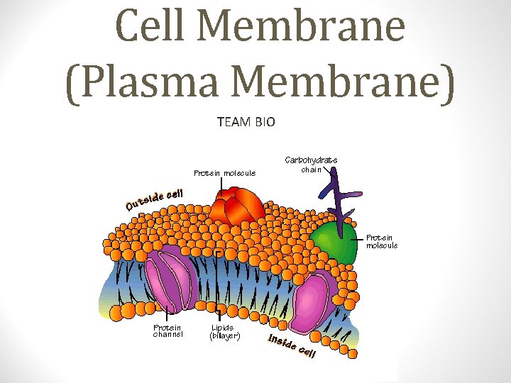 Cell Membrane (Plasma Membrane) TEAM BIO 