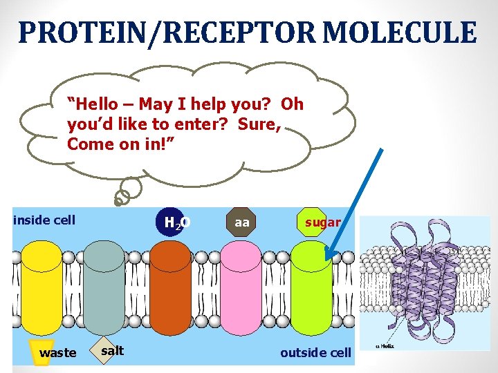 PROTEIN/RECEPTOR MOLECULE “Hello – May I help you? Oh you’d like to enter? Sure,