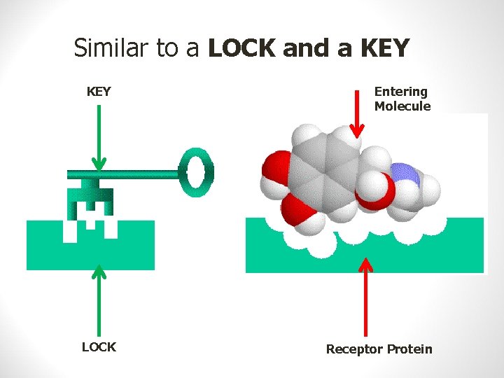 Similar to a LOCK and a KEY LOCK Entering Molecule Receptor Protein 