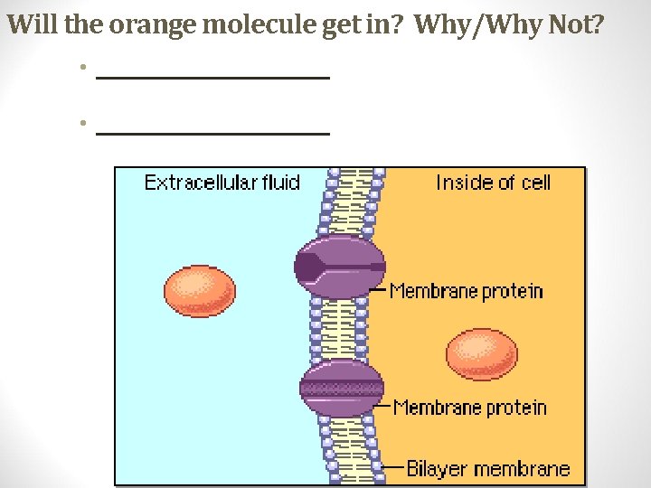 Will the orange molecule get in? Why/Why Not? • ____________________ 
