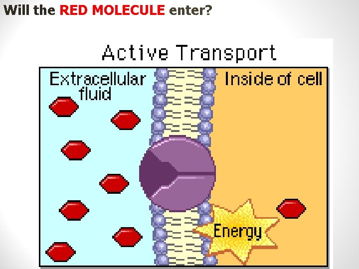 Will the RED MOLECULE enter? 