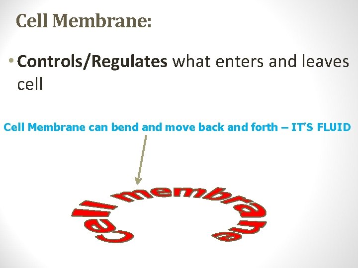Cell Membrane: • Controls/Regulates what enters and leaves cell Cell Membrane can bend and