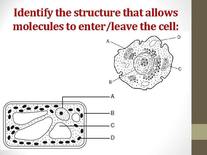 Identify the structure that allows molecules to enter/leave the cell: 