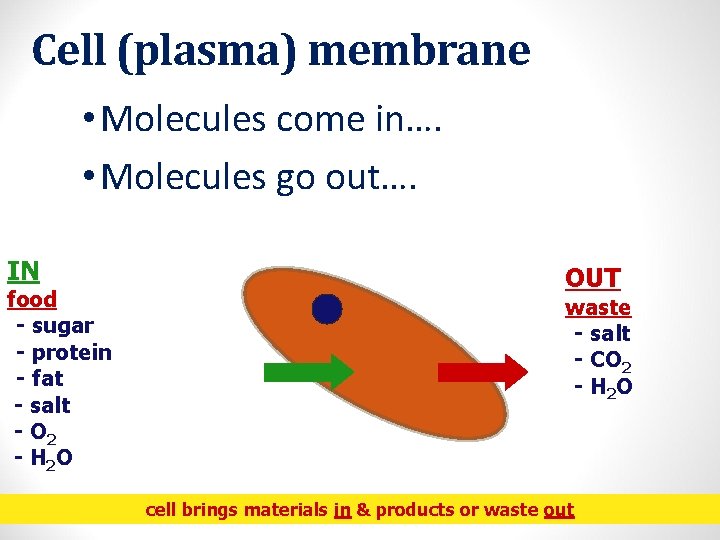 Cell (plasma) membrane • Molecules come in…. • Molecules go out…. IN food -