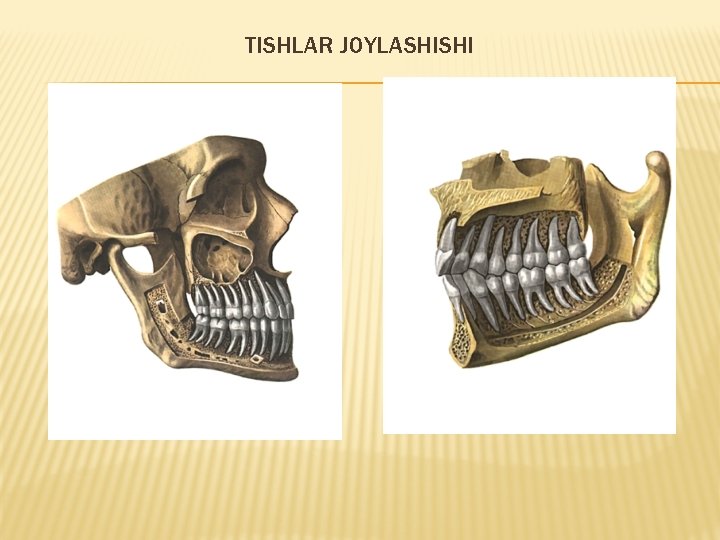 TISHLAR JOYLASHISHI TISHLAR JOYLASHISHI