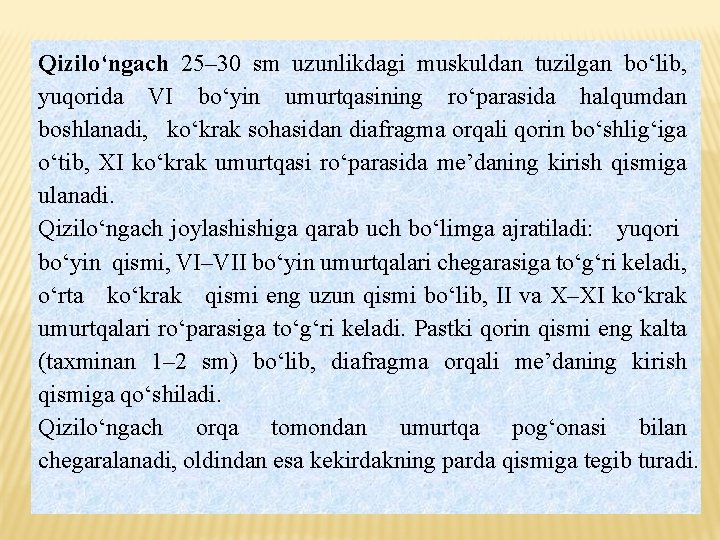 Qizilo‘ngach 25– 30 sm uzunlikdagi muskuldan tuzilgan bo‘lib, yuqorida VI bo‘yin umurtqasining ro‘parasida halqumdan Qizilo‘ngach 25– 30 sm uzunlikdagi muskuldan tuzilgan bo‘lib, yuqorida VI bo‘yin umurtqasining ro‘parasida halqumdan
