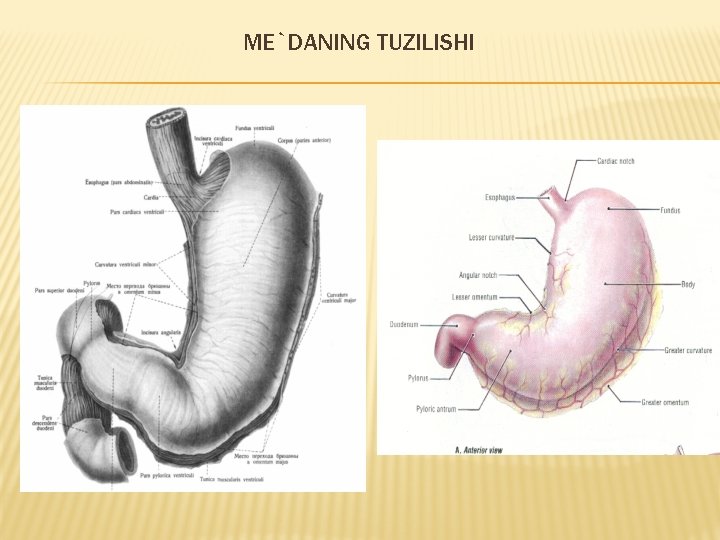 ME`DANING TUZILISHI ME`DANING TUZILISHI