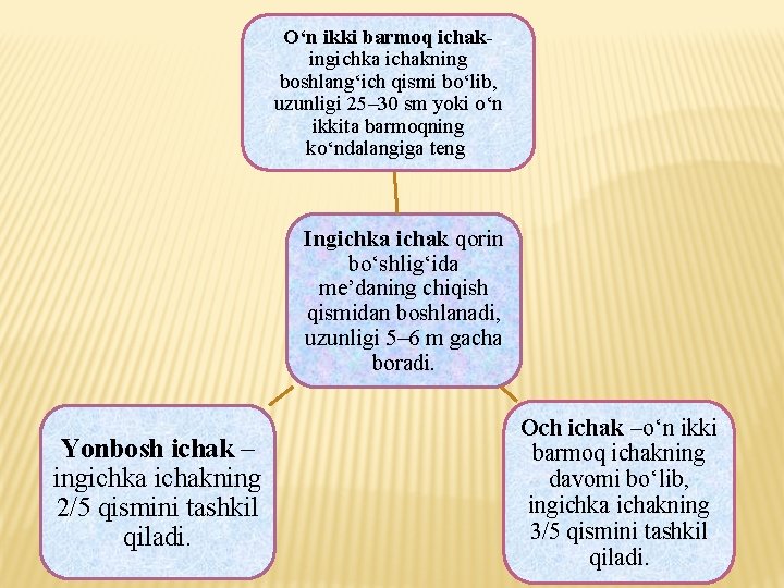 O‘n ikki barmoq ichakingichka ichakning boshlang‘ich qismi bo‘lib, uzunligi 25– 30 sm yoki o‘n O‘n ikki barmoq ichakingichka ichakning boshlang‘ich qismi bo‘lib, uzunligi 25– 30 sm yoki o‘n