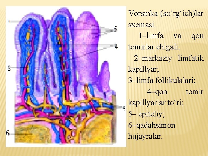 Vorsinka (so‘rg‘ich)lar sxemasi. 1–limfa va qon tomirlar chigali; 2–markaziy limfatik kapillyar; 3–limfa follikulalari; 4–qon Vorsinka (so‘rg‘ich)lar sxemasi. 1–limfa va qon tomirlar chigali; 2–markaziy limfatik kapillyar; 3–limfa follikulalari; 4–qon