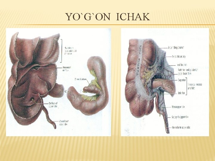 YO`G`ON ICHAK YO`G`ON ICHAK