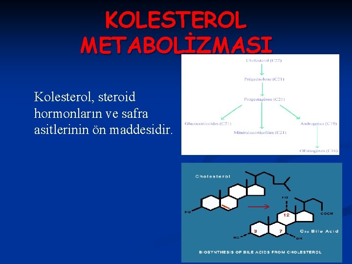 KOLESTEROL METABOLİZMASI Kolesterol, steroid hormonların ve safra asitlerinin ön maddesidir. 