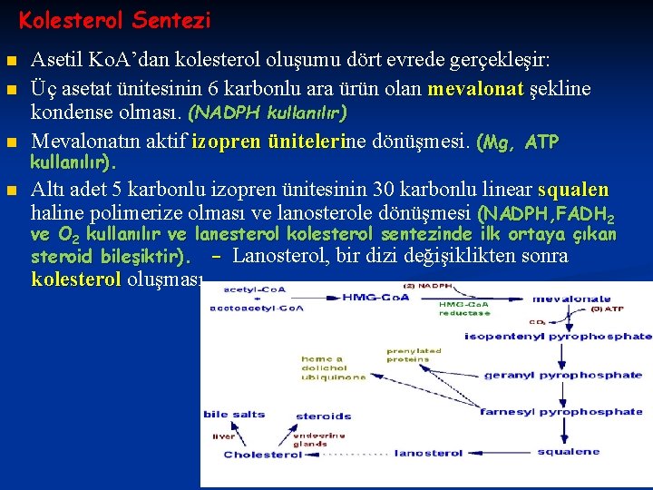 Kolesterol Sentezi n n Asetil Ko. A’dan kolesterol oluşumu dört evrede gerçekleşir: Üç asetat