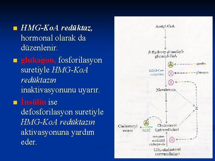 n n n HMG-Ko. A redüktaz, hormonal olarak da düzenlenir. glukagon, fosforilasyon suretiyle HMG-Ko.