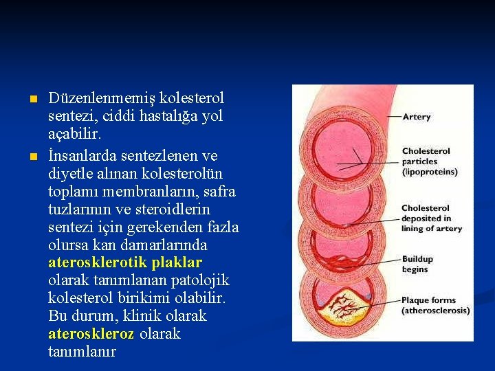 n n Düzenlenmemiş kolesterol sentezi, ciddi hastalığa yol açabilir. İnsanlarda sentezlenen ve diyetle alınan