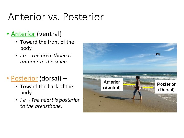Anterior vs. Posterior • Anterior (ventral) – • Toward the front of the body