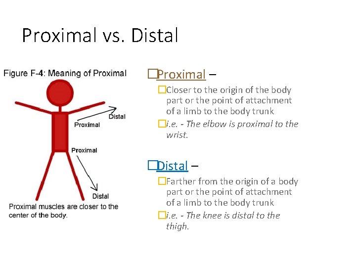 Proximal vs. Distal �Proximal – �Closer to the origin of the body part or