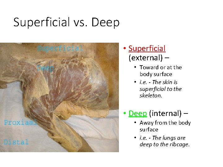 Superficial vs. Deep • Superficial (external) – • Toward or at the body surface