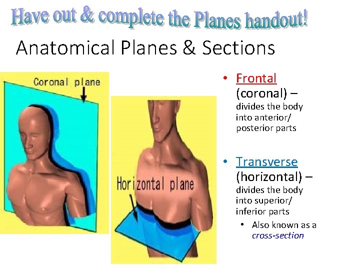 Anatomical Planes & Sections • Frontal (coronal) – divides the body into anterior/ posterior