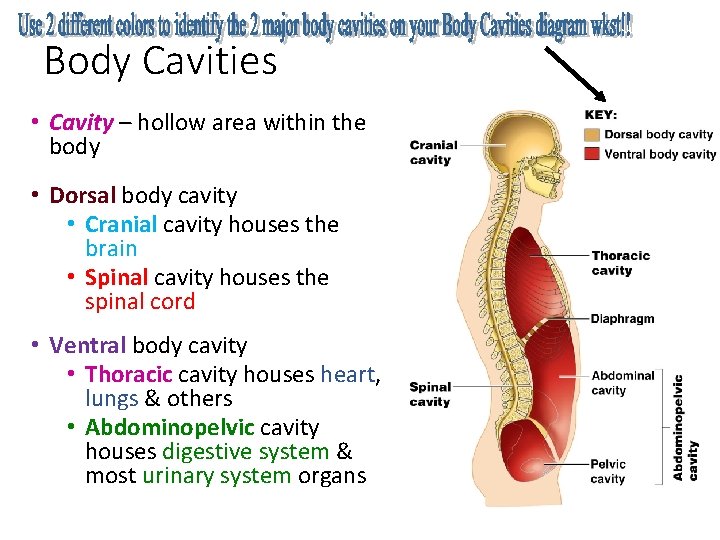 Body Cavities • Cavity – hollow area within the body • Dorsal body cavity