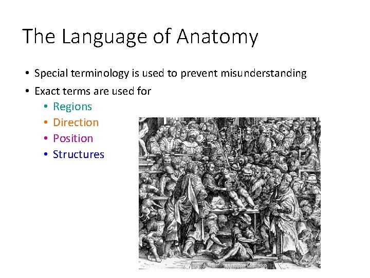 The Language of Anatomy • Special terminology is used to prevent misunderstanding • Exact