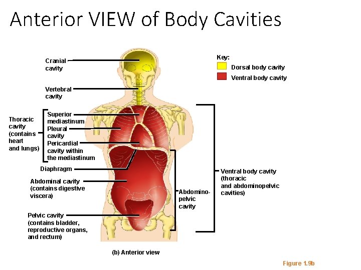Anterior VIEW of Body Cavities Key: Cranial cavity Dorsal body cavity Ventral body cavity