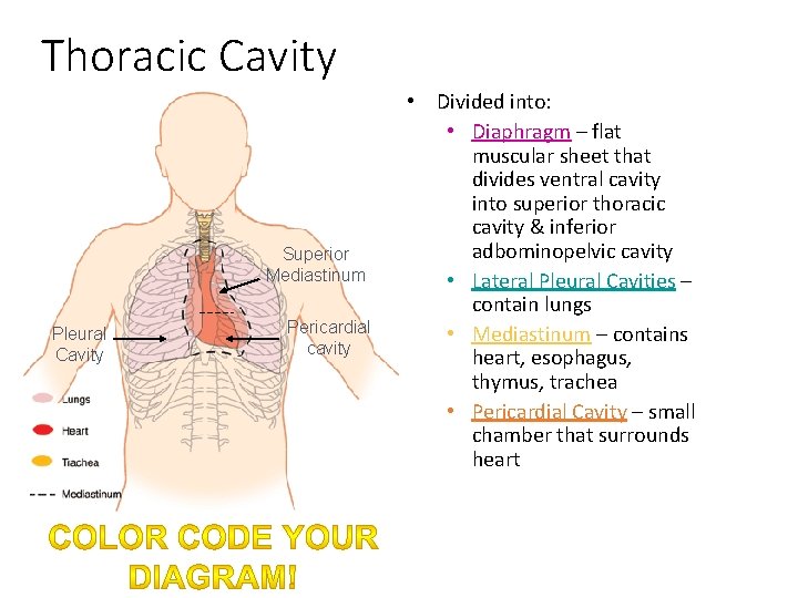 Thoracic Cavity Superior Mediastinum Pleural Cavity Pericardial cavity • Divided into: • Diaphragm –