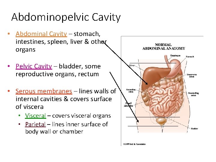 Abdominopelvic Cavity • Abdominal Cavity – stomach, intestines, spleen, liver & other organs •