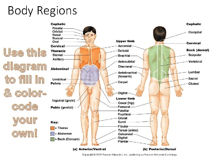 Body Regions Use this diagram to fill in & colorcode your own! 