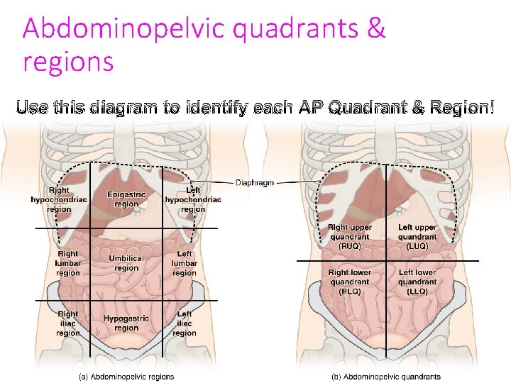 Abdominopelvic quadrants & regions Use this diagram to identify each AP Quadrant & Region!