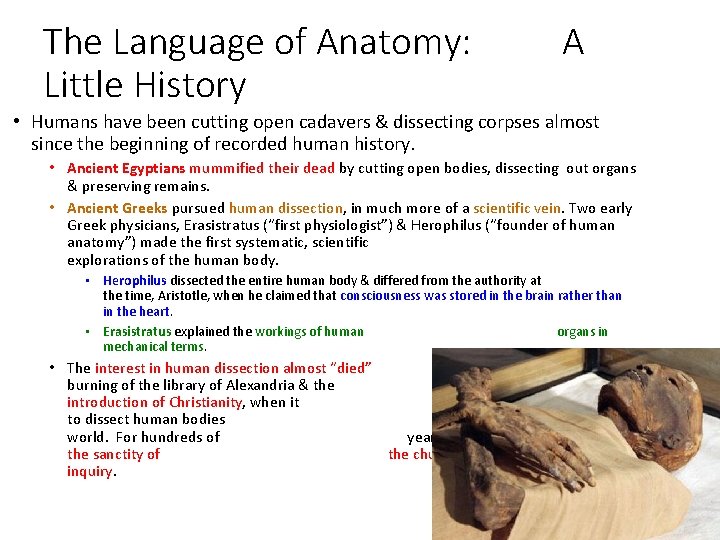 The Language of Anatomy: Little History A • Humans have been cutting open cadavers