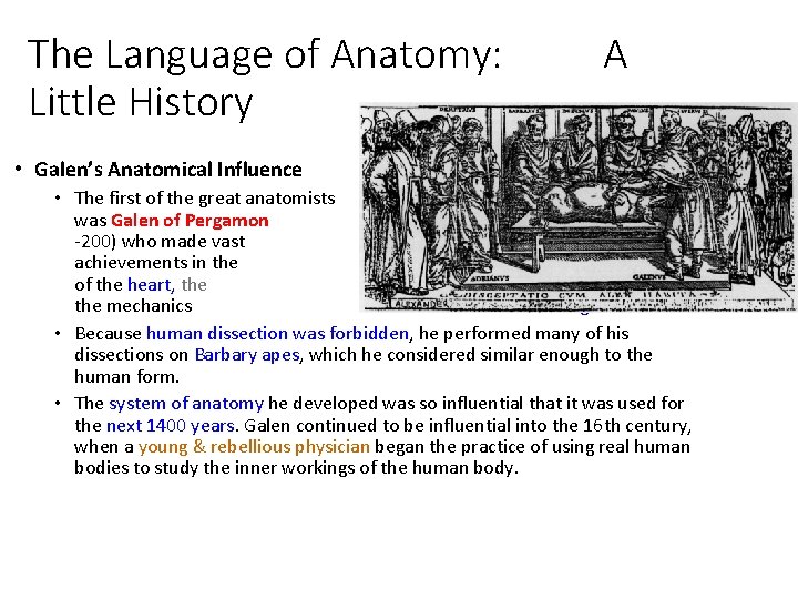 The Language of Anatomy: Little History A • Galen’s Anatomical Influence • The first